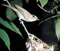 Red-eyed Vireo