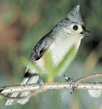 Titmouse