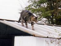 Cat on a Hot Tin Roof