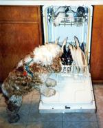 Doggy Dishwasher