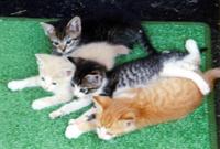 4 Kittens