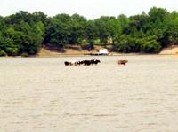 Cows in the Lake