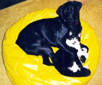 BLISSFUL BEANBAG BUDDIES